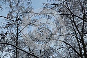 Fluffy snow on the trees