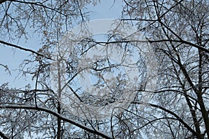 Fluffy snow on the trees