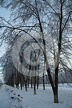 Fluffy snow on the trees