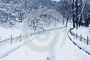 Fluffy snow on trees and pathway