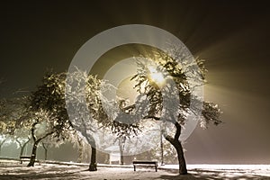 Fluffy snow on trees. Street lights beams shining through trees in park Beautiful white snow on the ground. Christmas background