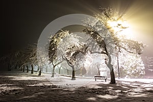 Fluffy snow on trees. Street lights beams shining through trees in park Beautiful white snow on the ground. Christmas background