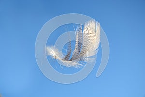 Fluffy soft white striped bird feather floating in the wind in a clear blue sky