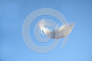 Fluffy soft white striped bird feather floating in the wind in a clear blue sky