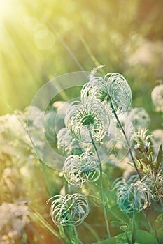 Fluffy, softness grass, fluffy flower in meadow
