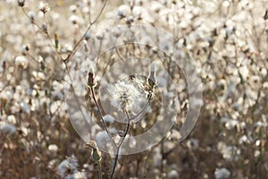 Fluffy sow thistle, hare thistle, seedheads, natural background