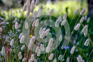 The fluffy spica in the morning grass