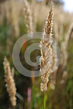 Fluffy spikelet of grass in the rays of the autumn sun