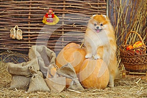 Fluffy spitz dog and pumpkins