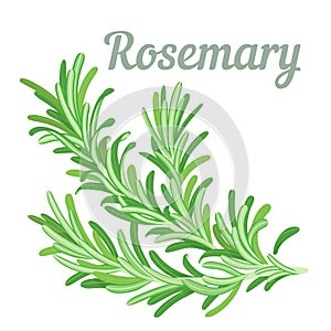 A fluffy sprig of fresh fragrant rosemary. Solid color illustration, no stroke. Simple design