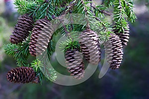 Fluffy spruce branch with cones on a blurred green background.