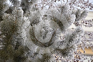 Fluffy spruce branches. White frost. Naturalness