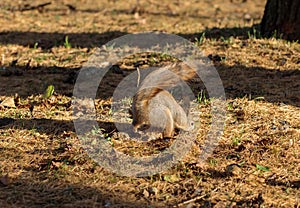 A fluffy squirrel buries nuts in a clearing.