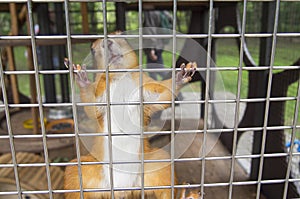 fluffy the squirrel in the cage