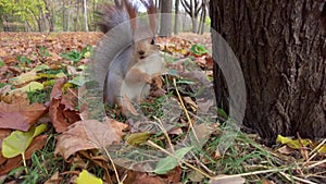 A fluffy squirrel in a city park