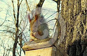 Fluffy squirrel gnaws a nut sitting on the birdhouse