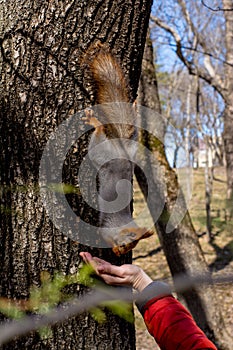 Fluffy squirrel held by claws on a tree and eating nuts from young boy hand in a resort park, sunny day, the city of Yessentuki, photo