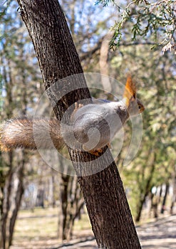 Fluffy squirrel held by claws on a tree in a resort park and looking forward, sunny day, the city of Yessentuki photo