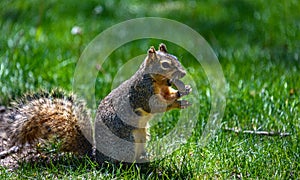Fluffy squirrel holding, eating a nut, peanut. Green grass background