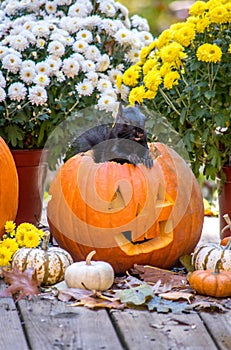 This fluffy squirrel sits inside a grinning Halloween pumpkin