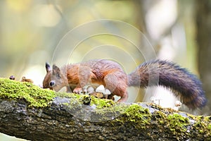 Fluffy squirrel walking in the woods and collecting mushrooms and nuts