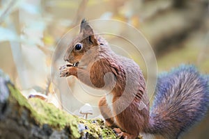 Fluffy squirrel walking in the woods and collecting mushrooms and nuts