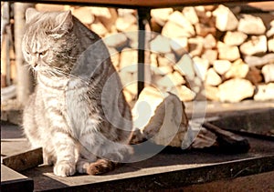 Fluffy stray American Short hair with grey fur color cat in a good temper happy mood. Stay at shelter near restaurant in sun path