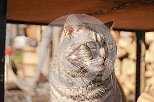 Fluffy stray American Short hair with grey fur color cat in a good temper happy mood. Stay at shelter near restaurant in sun path