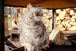 Fluffy stray American Short hair with grey fur color cat in a good temper happy mood. Stay at shelter near restaurant in sun path