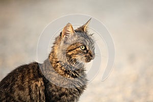 Fluffy Stray gray cat sitting outdoors in Greece