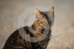 Fluffy Stray gray cat sitting outdoors in Greece