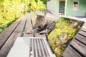 Fluffy street cat sitting on a bench with laptop computer tree reflections outdoors in summer garden