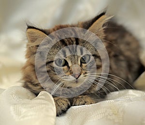 Fluffy striped alert kitten on a light background