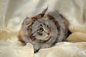 Fluffy striped alert kitten on a light background