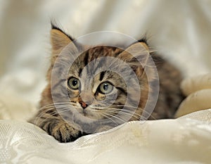 Fluffy striped alert kitten on a light background