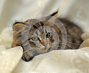 Fluffy striped alert kitten on a light background