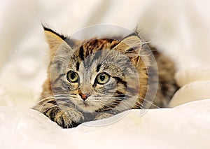 Fluffy striped alert kitten on a light background