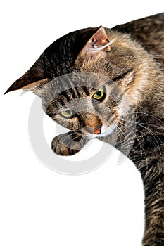 Fluffy, striped cat isolated white background . Cat in a veterinary clinic for pets. Feline health background