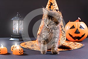 Fluffy striped cat near a witch's hat, pumpkin and lantern on a black background. Halloween animals.