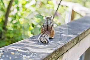 Fluffy striped chipmunk eating seeds on a fence running through