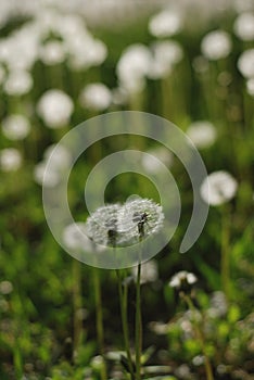 Fluffy Summer flowers Dandelions on the Field Green Blurred Background