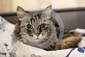 A fluffy tabby cat with big green eyes lies on the bedding