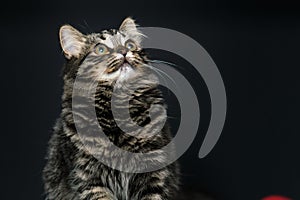 fluffy tabby cat on a black background. Green eyes squint, arrogant, impudent cat.