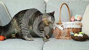 Fluffy tabby cat on the couch with an Easter basket with eggs looking at the camera and leaving