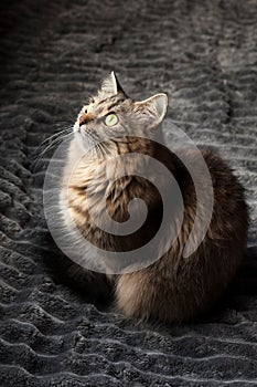 A fluffy tabby cat sits on a gray blanket and looks up