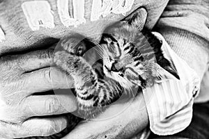 Fluffy tabby kitten in the hands of his mistress