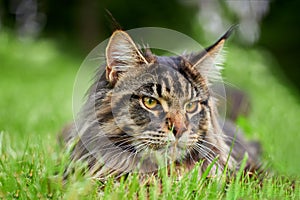 Fluffy tabby maine coon cat outdoors in sunny green garden lie down to rest.