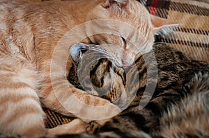 Fluffy tabby red and brown cats with closed eyes hugging with paws