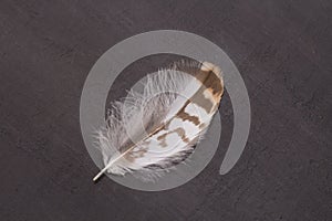 Fluffy tender pockmarked feather and feather lies on a black modern background. The concept of lightness, airiness, tenderness,