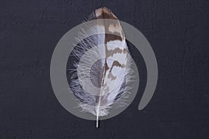 Fluffy tender pockmarked feather and feather lies on a black modern background. The concept of lightness, airiness, tenderness,
